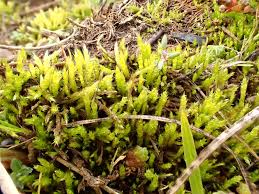 Attēlu rezultāti vaicājumam “Brachythecium albicans”