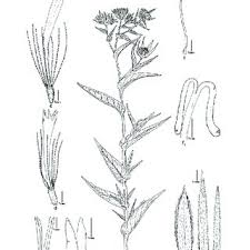 Attēlu rezultāti vaicājumam “Inula britannica leaf”