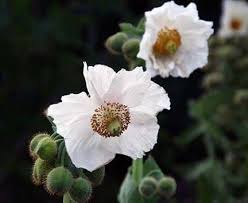 Image result for Meconopsis betonicifolia alba