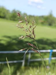 Attēlu rezultāti vaicājumam “Helictotrichon pubescens”