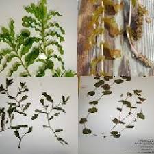 Attēlu rezultāti vaicājumam “Potamogeton perfoliatus fruit”