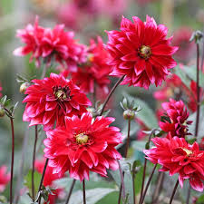 Image result for Dahlia Darkarin`