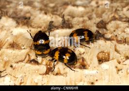 Attēlu rezultāti vaicājumam “Diaperis boleti imago”