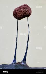 Attēlu rezultāti vaicājumam “Comatricha elegans spores”