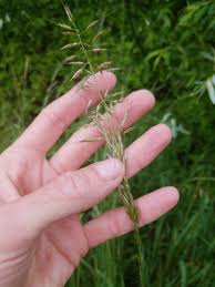 Attēlu rezultāti vaicājumam “Arrhenatherum elatius”
