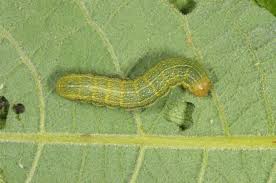 Attēlu rezultāti vaicājumam “Orthosia opima”