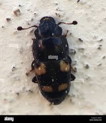 Attēlu rezultāti vaicājumam “Glischrochilus hortensis”