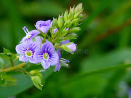 Attēlu rezultāti vaicājumam “Veronica anagallis-aquatica flower”