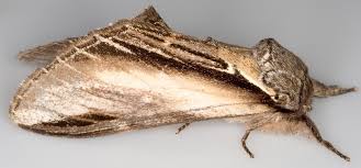 Attēlu rezultāti vaicājumam “Pheosia tremula”