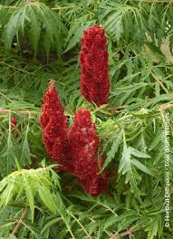 Attēlu rezultāti vaicājumam “Rhus typhina flower”