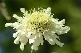 Attēlu rezultāti vaicājumam “Dipsacaceae”