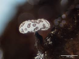 Attēlu rezultāti vaicājumam “Didymium proximum spores”