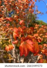 Attēlu rezultāti vaicājumam “Acer rufinerve fruit”