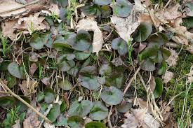 Attēlu rezultāti vaicājumam “Asarum europaeum leaf”