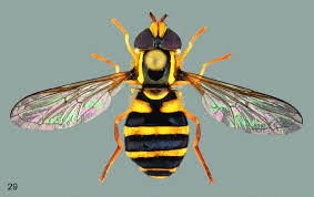 Attēlu rezultāti vaicājumam “Xanthogramma sp.”