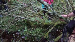 Attēlu rezultāti vaicājumam “Hypocreopsis lichenoides”