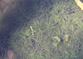 Attēlu rezultāti vaicājumam “Najas minor leaf”