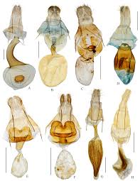 Attēlu rezultāti vaicājumam “Charissa ambiguata”