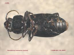 Attēlu rezultāti vaicājumam “Pterostichus melanarius”