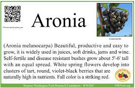 Attēlu rezultāti vaicājumam “Aronia melanocarpa fruit”