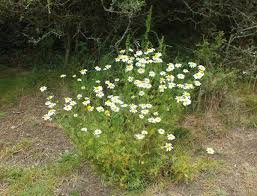 Attēlu rezultāti vaicājumam “Tripleurospermum inodorum flower”