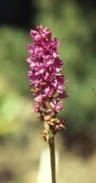 Attēlu rezultāti vaicājumam “Gymnadenia conopsea fruit”