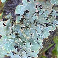 Attēlu rezultāti vaicājumam “Parmelia sulcata”