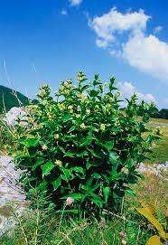 Attēlu rezultāti vaicājumam “Vincetoxicum hirundinaria leaf”