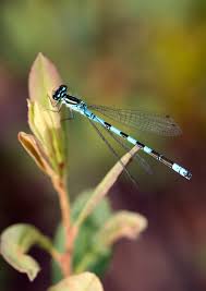 Attēlu rezultāti vaicājumam “Coenagrion puella”