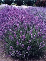 Attēlu rezultāti vaicājumam “Lavandula angustifolia”