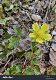 Attēlu rezultāti vaicājumam “Potentilla erecta fruit”