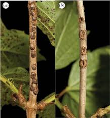 Attēlu rezultāti vaicājumam “Viburnum opulus leaf”