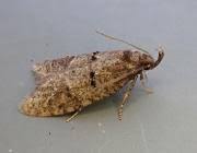 Attēlu rezultāti vaicājumam “Luquetia lobella”