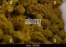 Attēlu rezultāti vaicājumam “Oligonema favogineum”