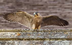 Image result for Herts Falcons