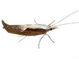 Attēlu rezultāti vaicājumam “Ypsolopha dentella”