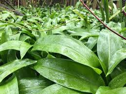 Attēlu rezultāti vaicājumam “Allium ursinum leaf”