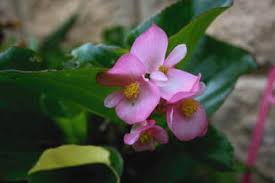 Image result for Begonia cucullata var. Hookeri