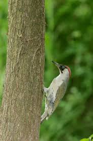 Attēlu rezultāti vaicājumam “Picus viridis nest”