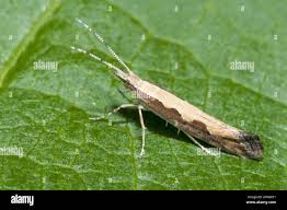 Attēlu rezultāti vaicājumam “Plutellidae”