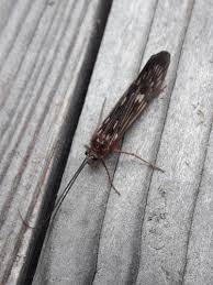 Attēlu rezultāti vaicājumam “Potamophylax”