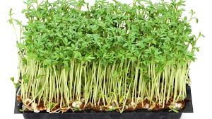 Image result for Gartenkresse