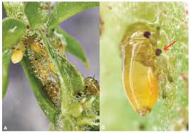 Attēlu rezultāti vaicājumam “Aphrophoridae nymph”