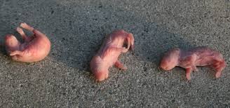 Attēlu rezultāti vaicājumam “Muridae”