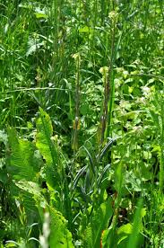 Attēlu rezultāti vaicājumam “Arabis glabra”