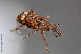 Attēlu rezultāti vaicājumam “Pissodes castaneus”