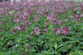 Image result for Astrantia majon `Abbey Road`
