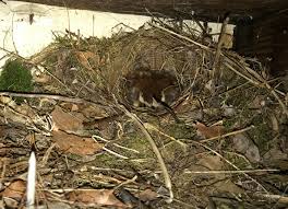 Attēlu rezultāti vaicājumam “Troglodytes troglodytes nest”