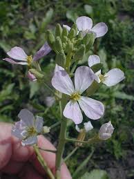 Attēlu rezultāti vaicājumam “Raphanus sativus”