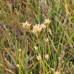 Attēlu rezultāti vaicājumam “Rhynchospora alba leaf”